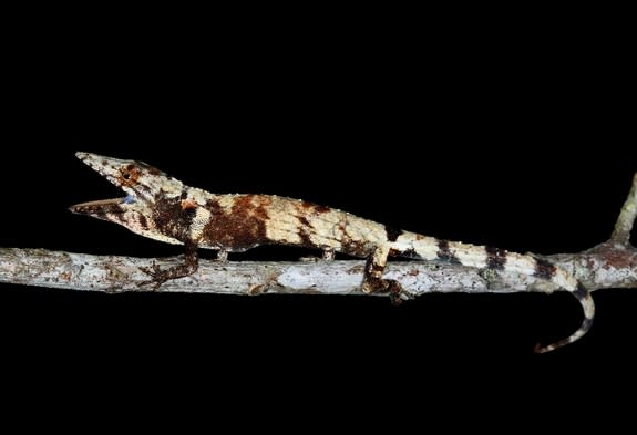 A twig specialist (Anolis sheplani) lizard from Polo, Dominican Republic. Similar twig specialists have evolved on other Caribbean islands.