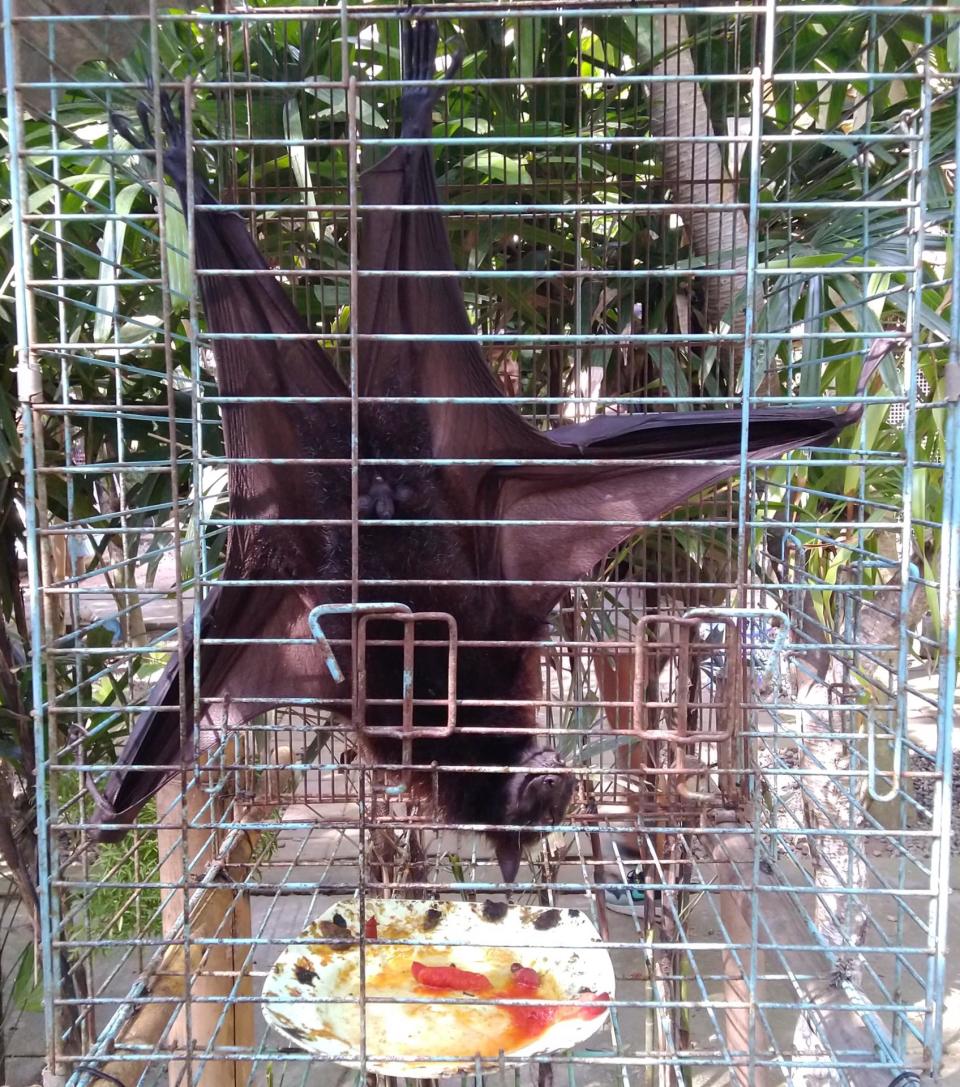 A fruit bat in a small cage. 