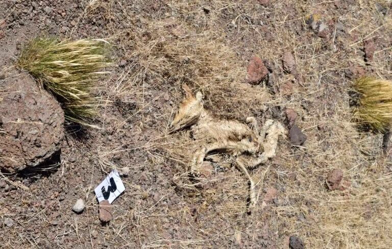 Un zorro también murió envenenado por el cebo tóxico.