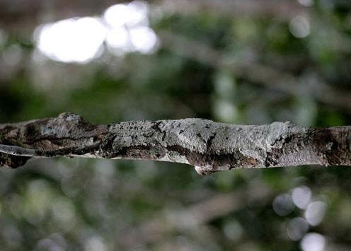 Uroplatus sikorae (comúnmente conocida como salamanquesa musgosa con cola de hoja): Puede parecer que esta reptil ha sido invadido por el musgo, pero salve su simpatía... es su piel. Esta es la salamanquesa musgosa con cola de hoja, una maestra del disfraz que solo habita los bosques de Madagascar. Como viven en los árboles, han desarrollado una piel musgosa y similar a las cortezas, complementadas con una solapa dérmica que rompe su perfil. Pero estas salamanquesas tienen otro truco bajo el brazo: como los camaleones pueden cambiar el color de su piel de acuerdo con el entorno. Pero a pesar de estas habilidades para esconderse, es una especie en peligro de extinción debido a la pérdida de habitat y la caza indiscriminada para el contrabando de mascotas. (Texto:Russell McLendon, Mother Nature Network/Foto: JialiangGao/Wikimedia Commons)