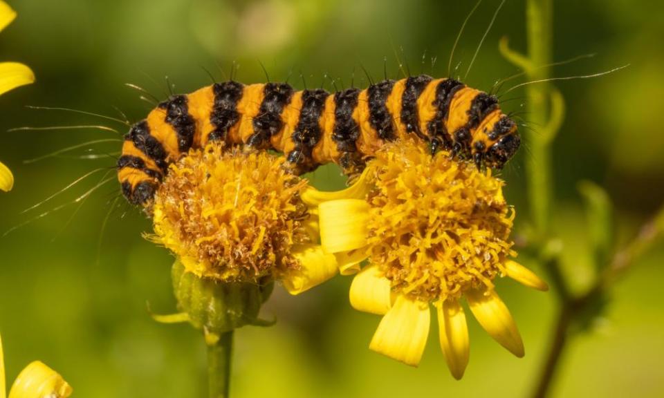 <span>Photograph: Stephan Morris Photography/Alamy</span>