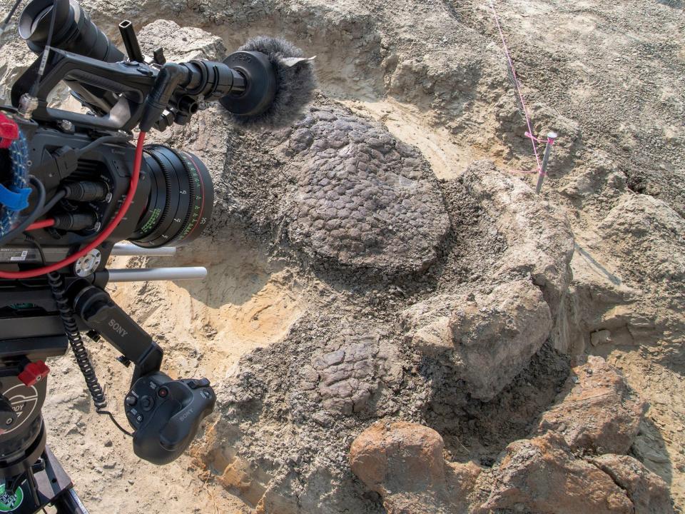 The skin of a triceratops is seen in location in Tanis, North Dakota.