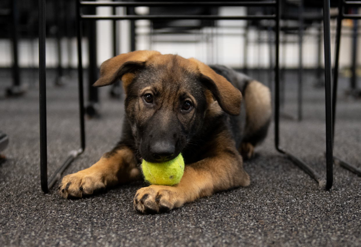 Mika, the new Streetsboro K-9 officer, looks right at home at the police station.