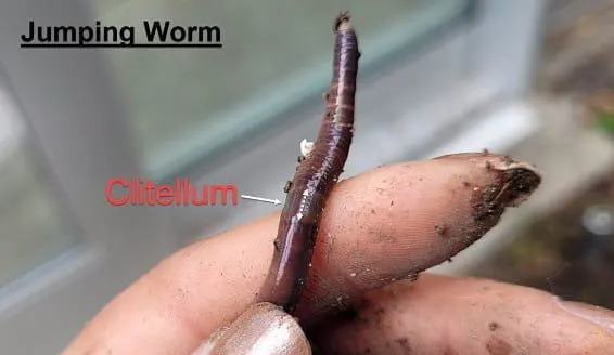 Invasive jumping worms often have a gray or milky white clitellum band that's flat against the rest of their bodies.  / Credit: Shikha Singh, JLW CISMA/Michigan Invasive Species Program