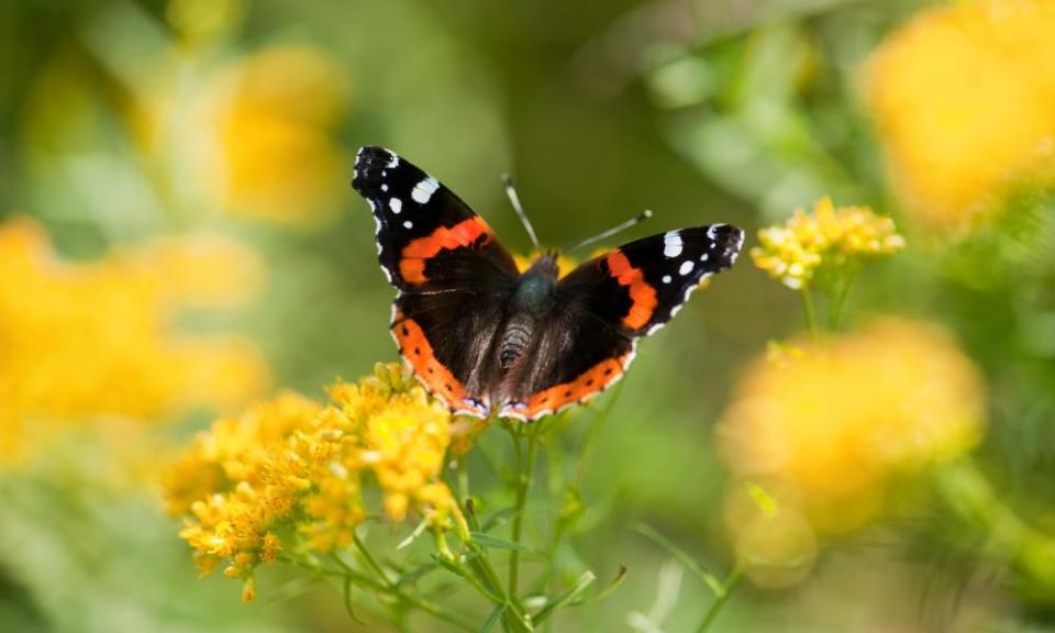 A red admiral butterfly.