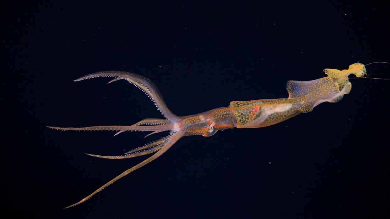  Squid photographed against black background of the deep sea. 