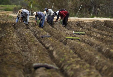 Vegetable seedlings are planted on the Chino family farm in Rancho Santa Fe, California March 4, 2013. REUTERS/Mike Blake
