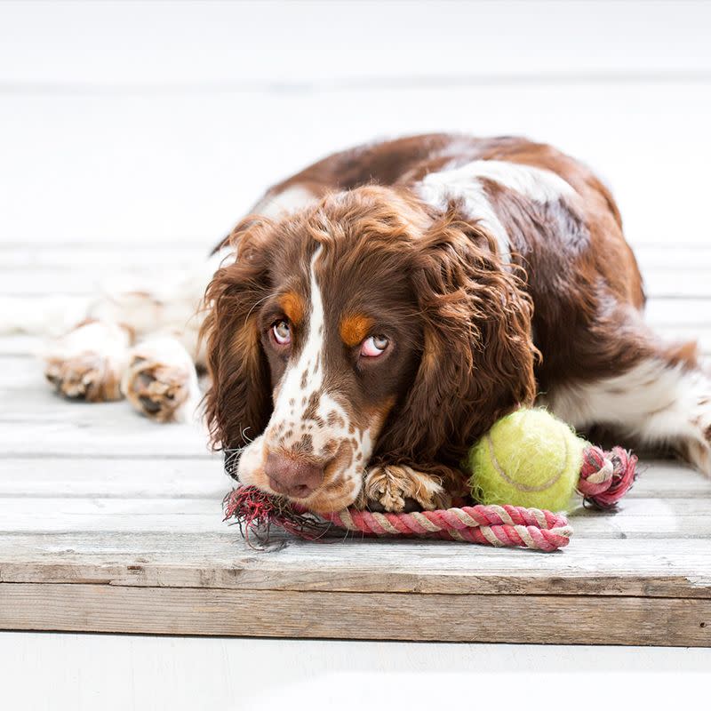 4) English Springer Spaniel