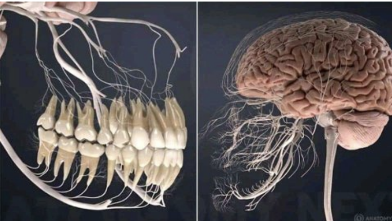 Two side-by-side images showing the nerves extending from teeth and nerves connected to the human brain