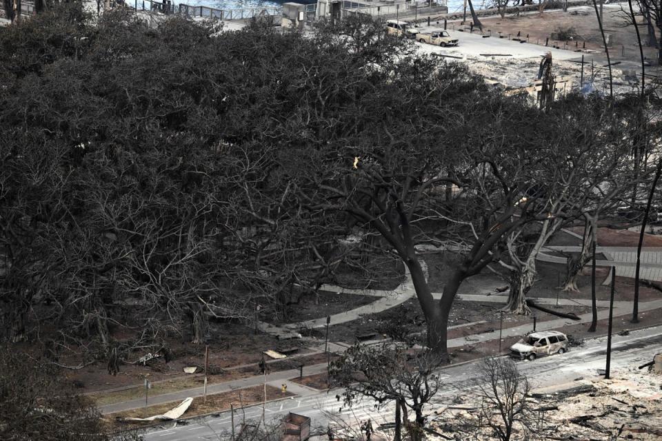 Historic banyan tree scorched and surrounded by burned cars in Lahaina (AFP via Getty Images)