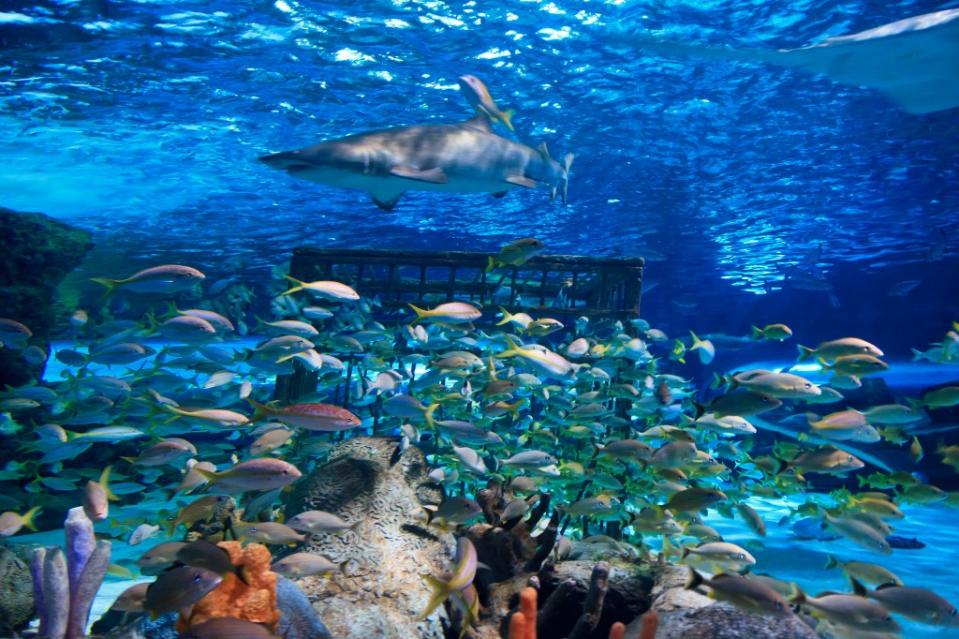Sandtiger shark and yellowtail snapper are swimming in an aquarium in SC via Getty Images