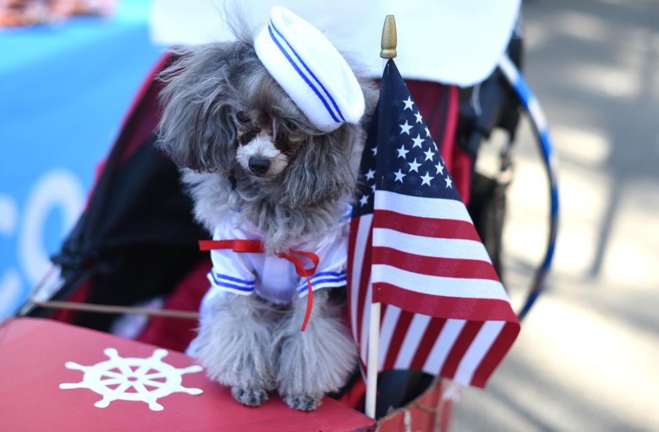 Costumed pooches prance In annual Halloween Dog Parade in New York City