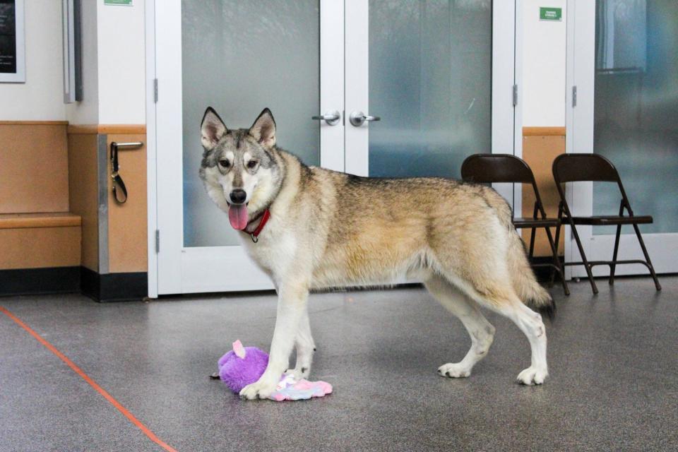 Zeus, now in northern Vermont, was brought to the Potter League for Animals in Middletown by an owner who could no longer care for him.