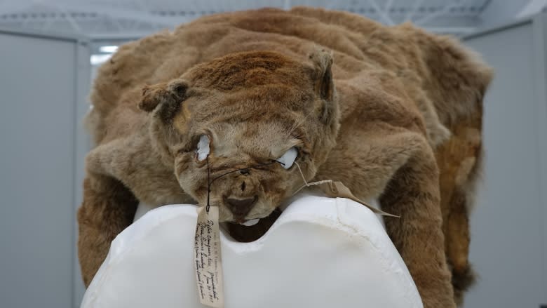 Cougar pelt among secrets prowling nature museum warehouse