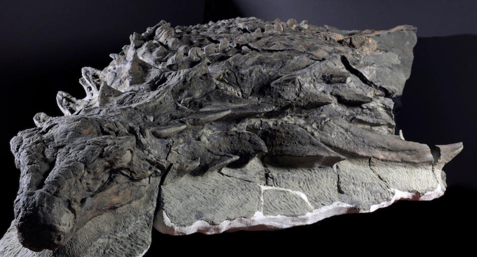 Incredible! Most Well-Preserved Armored Dinosaur Was a 'Spiky Tank'