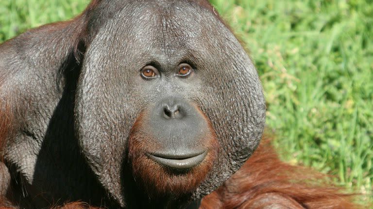 Orangután de Borneo