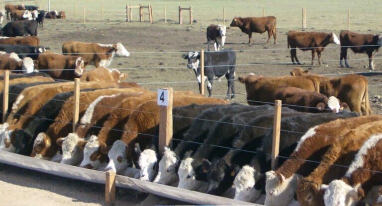 El engorde a corral registró un fuerte crecimiento para acelerar la producción