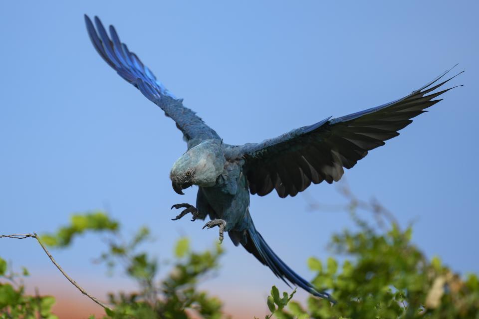 A Spix's macaw lands on a tree in a breeding facility project in its native habitat in a rural area of Curaca, Bahia state, Brazil, Tuesday, March 12, 2024. A South African couple is reintroducing the Spix’s macaw to nature through breeding and reintroduction efforts. Despite challenges such as habitat loss, climate change and government disagreements, they are working with local communities to return the bird to its native habitat. (AP Photo/Andre Penner)