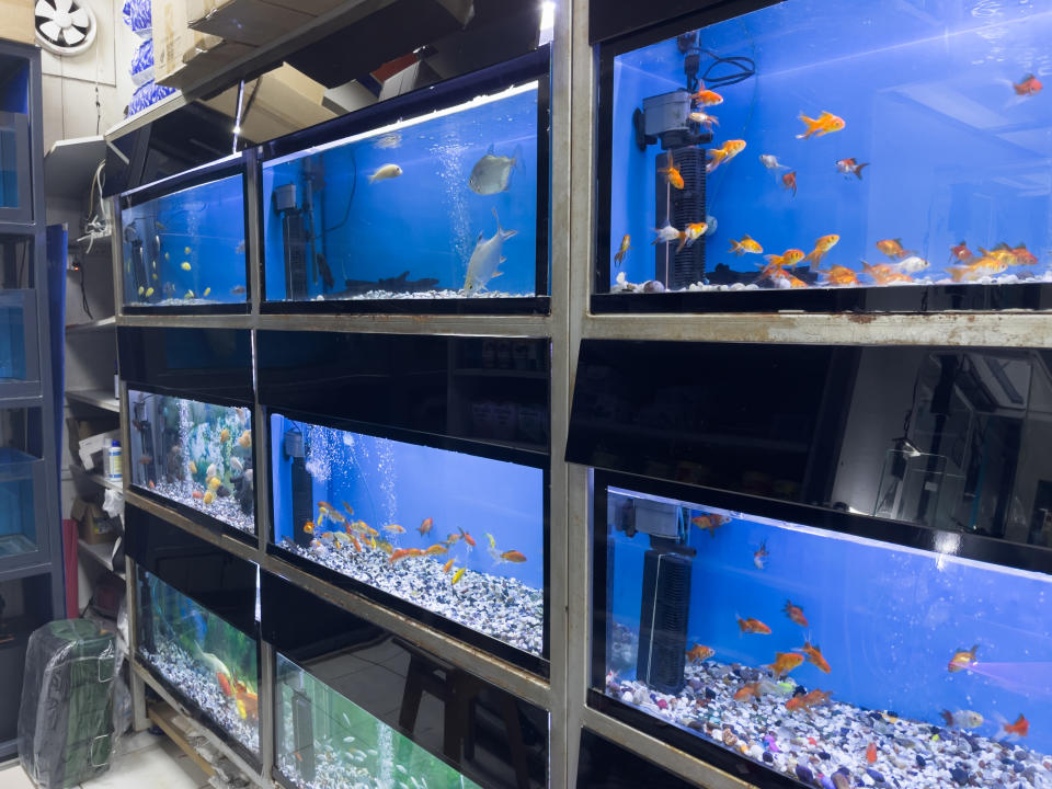 Several large fish tanks filled with various fish, including goldfish and other species, displayed on metal shelves in a shop