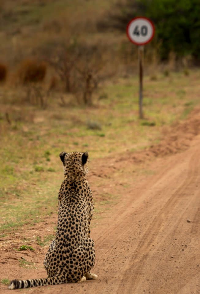 <p>Un guepardo se toma la señal de límite de velocidad demasiado en serio. (<i>Vaughn Jessnitz/Barcroft Media</i>)</p>
