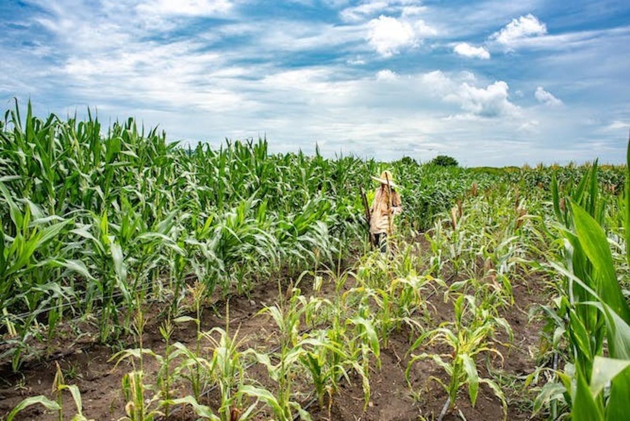 L'agriculture est l'un des principaux employeurs en Afrique. Wikimedia Commons