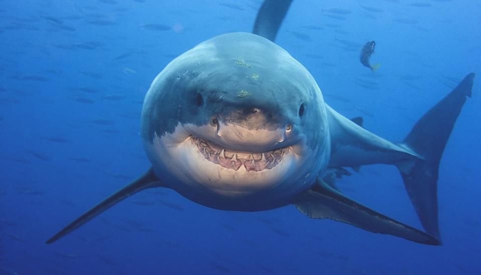 Como precisam que a água passe pelas guelras para poder respirar, algumas espécies de tubarōes dormem em movimento. Recentemente, um tubarão branco fêmea foi filmada enquanto dormia, segundo cientistas. Ela nadava de forma lenta e com a boca bem aberta, para que bastante água passasse.