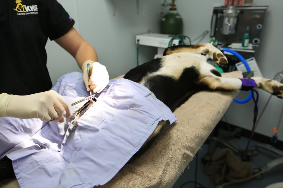 Melissa Juby, DVM, finishes surgery on "Charlie," a Treeing Tennessee Brindle breed dog, Monday, May 16, 2022, in the Smedley Family Surgery Center at the Salina Animal Services.