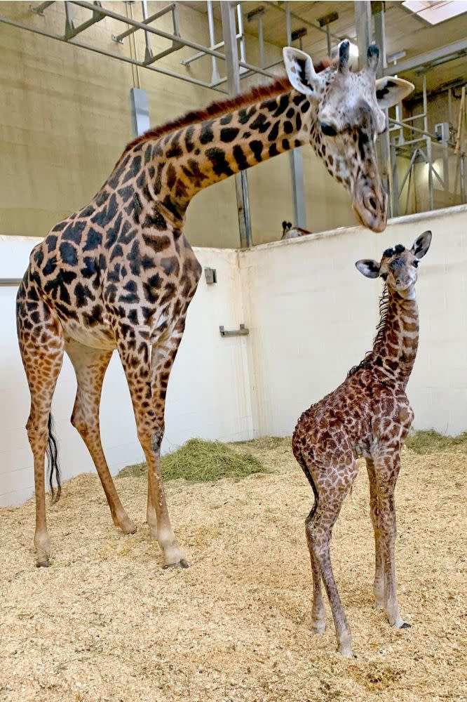 Baby giraffe and mom | Cincinnati Zoo