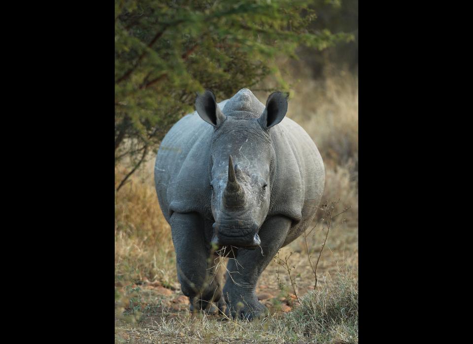 A rhinoceros walks to a watering hole in Edeni Game Reserve.    <em>Photo by Cameron Spencer/Getty Images</em>