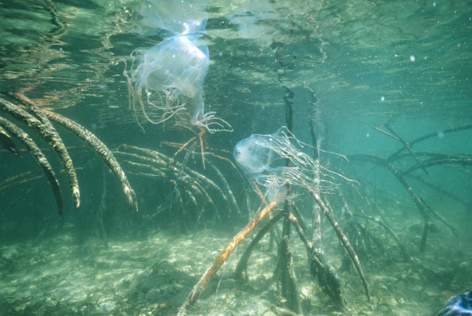 Las cubomedusas poseen alrededor de 15 tentáculos y 24 ojos. (Getty Images).