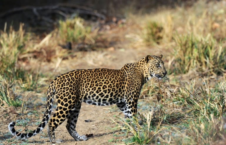 Close to 1,000 square kilometres (386 square miles) in size, Sri Lanka's Yala National Park proudly boasts of being home to the highest concentration of leopards anywhere in the world