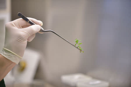 A research scientist examines a soybean plantlet in New Brighton, Minnesota, U.S., November 1, 2016. Courtesy Calyxt/Handout via REUTERS