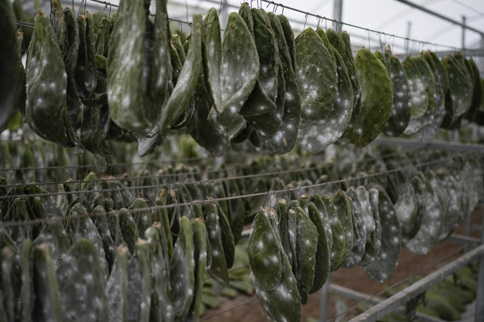 Protegidas de los elementos, hojas de nopal cubiertas de larvas de cochinilla cuelgan de bastidores en el invernadero de la familia García en San Francisco Tepeyacac, al este de la Ciudad de México, el 24 de agosto de 2023. Los mixtecos de Oaxaca desarrollaron el método para obtener el preciado pigmento siglos antes de la llegada de los españoles. (AP Foto/Eduardo Verdugo)