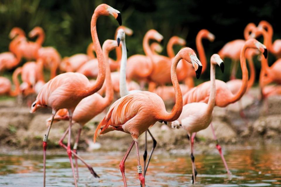 Flamingo Euthanized After Student Throws Rock in Zoo Exhibit