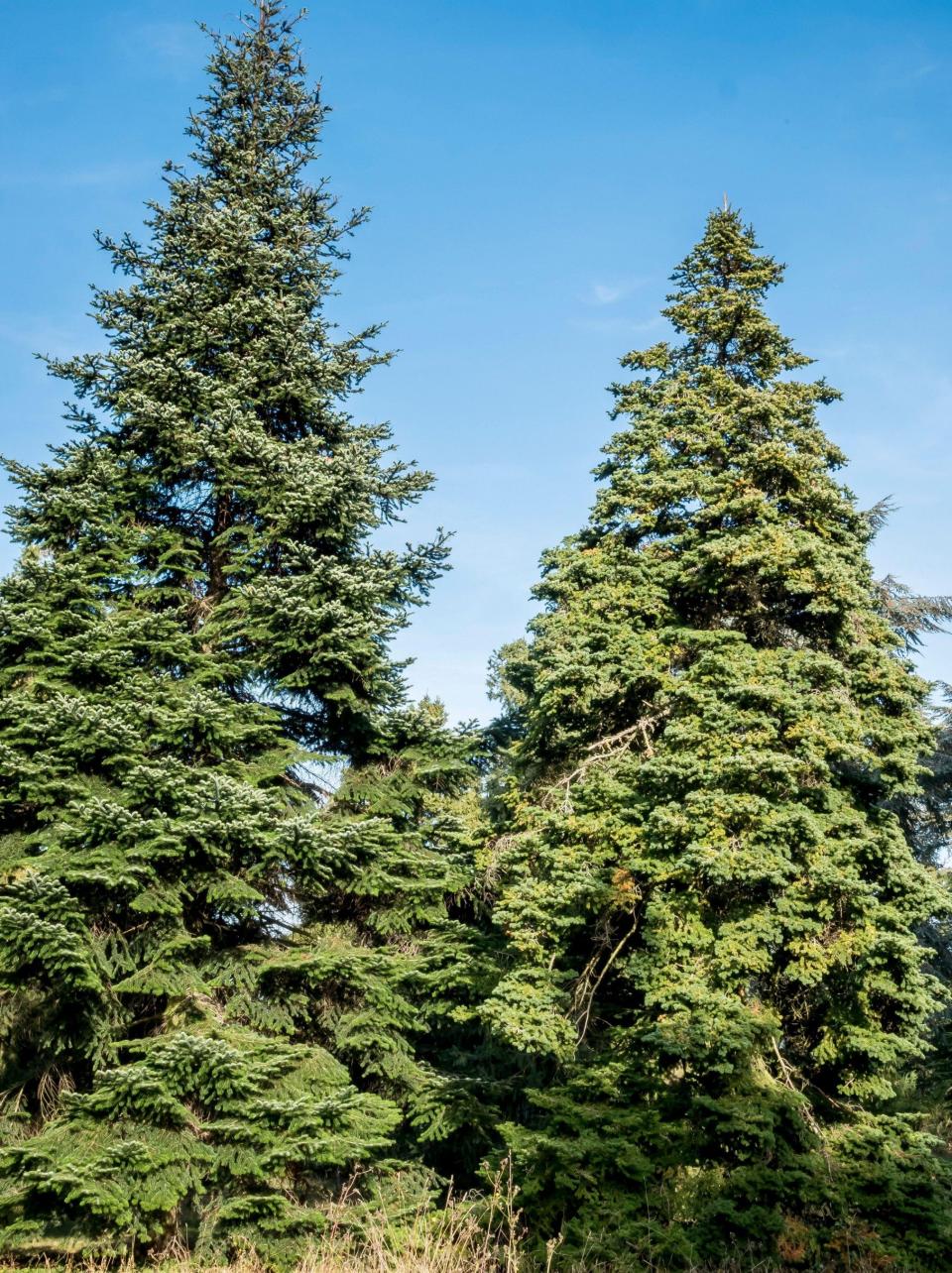 Safe and sound: the International Conifer Conservation Programme helps to protect the species, including in Britain