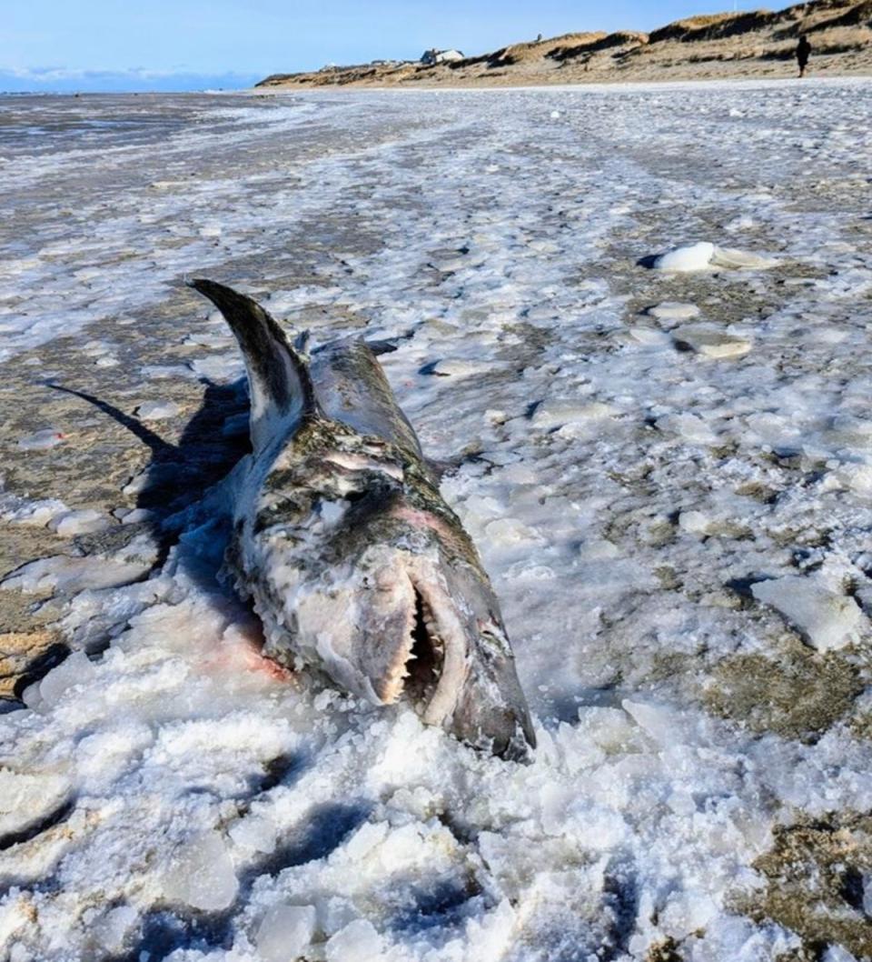 Photographer Amie Medeiros spotted a frozen shark on a beach during a cold blast in sub-zero conditions (Jam Press/@capeimagesbyamie/LOCA)