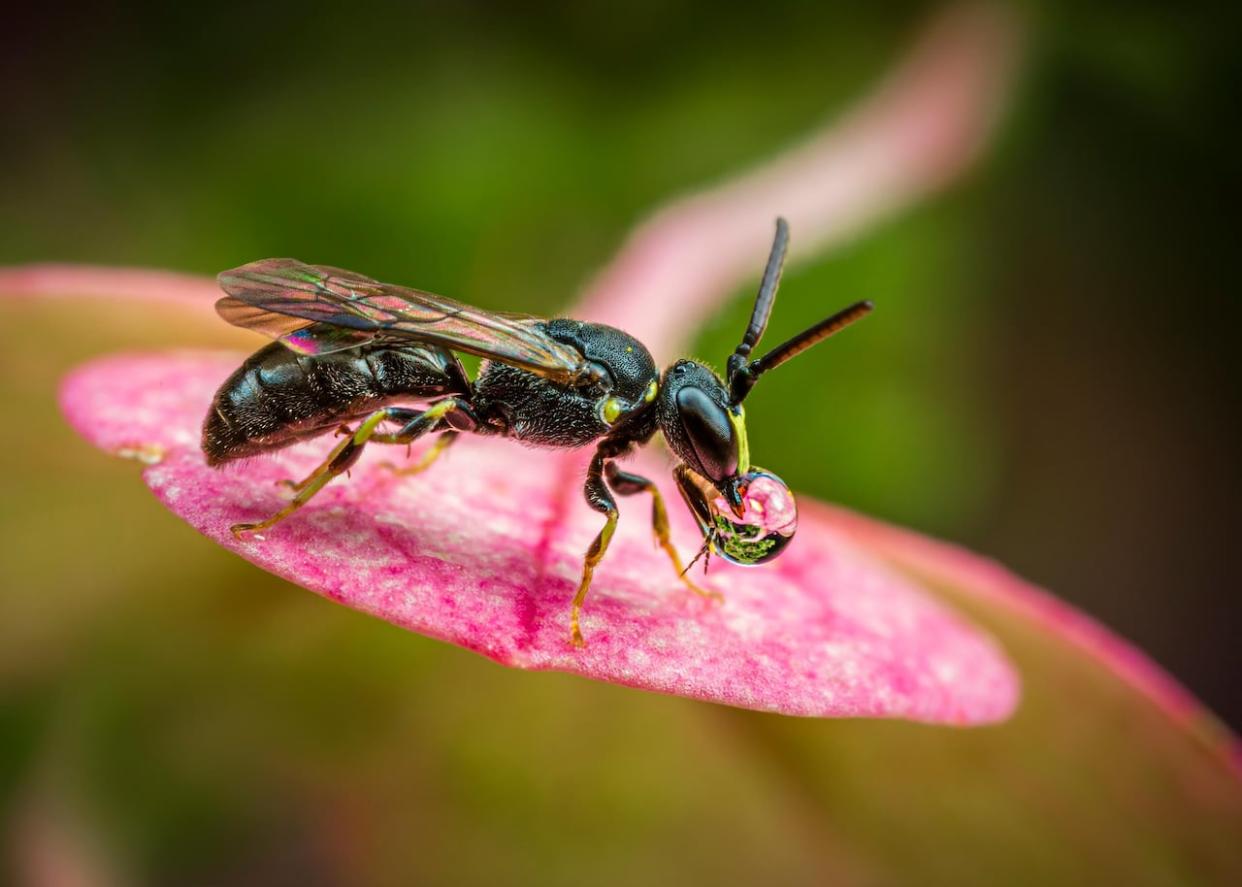 A modest masked bee visits a hydrangea in this undated photo. The new research studying the popularity of annuals with different pollinators documented visits by honey bees, bumble bees, wasps, hover flies and solitary bees. (F.W. Ravlin/Michigan State University and Ohio State University - image credit)