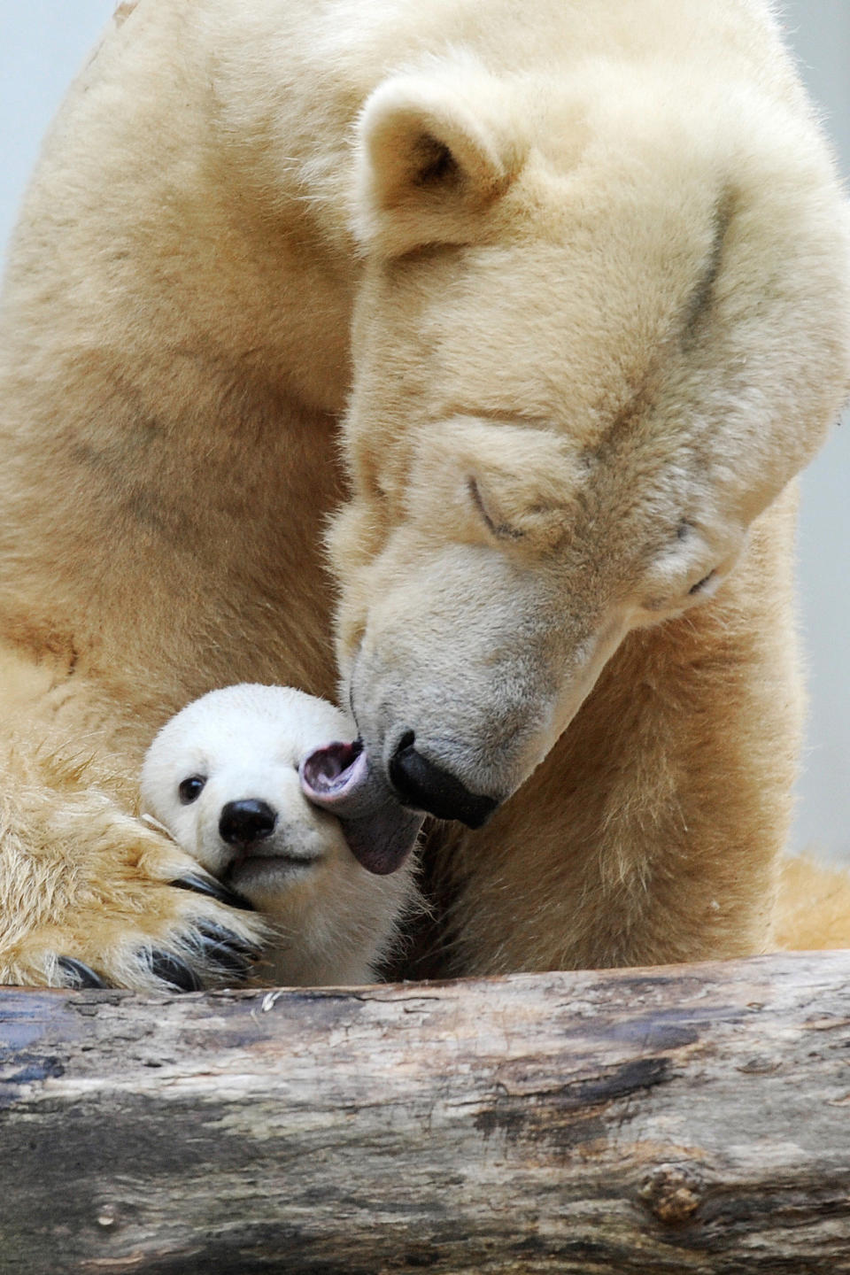 "Maybe if I stay perfectly still she'll just keep giving me kisses!"