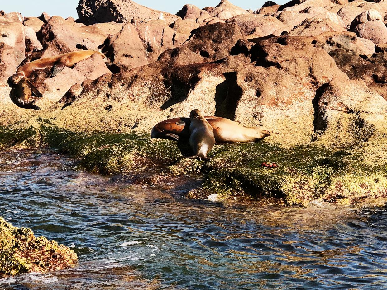 Sea lions are shown basking in the sun on rocks in Baja Mexico.