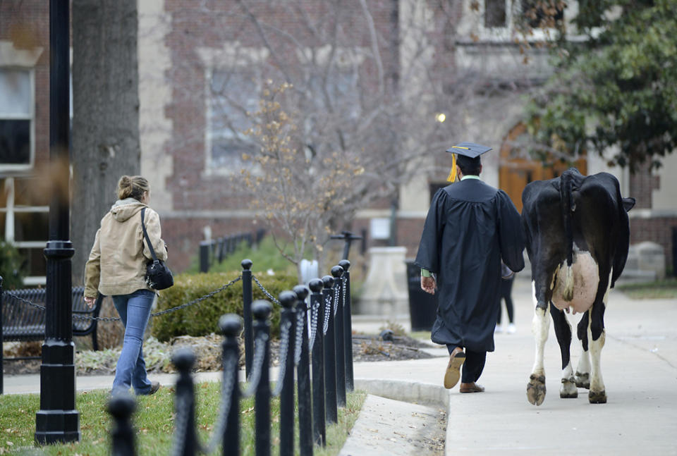 In this Thursday, Dec. 13, 2018 photo, senior animal sciences major Massimo Montalbano, and Amelia, a three year old cow, right, walk on the campus of University of Missouri in Columbia, Mo. Montalbano, brought towering dairy cow to join his commencement photo shoot. Montalbano worked with cattle throughout his undergraduate studies with the university's Foremost Dairy Research Center. (Liv Paggiarino/Missourian via AP)