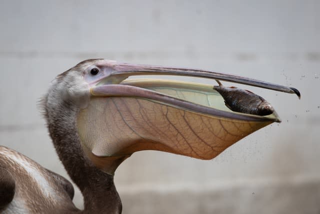 Pelicans at St James’s Park