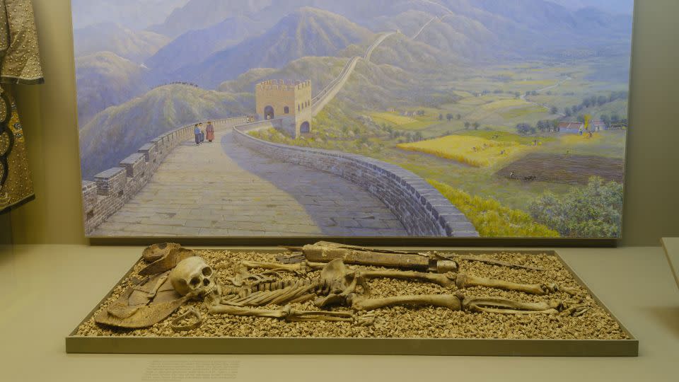 A complete human skeleton is exhibited in a reconstruction of the burial of a warrior from Mongolia in about 1000 CE. - American Museum of Natural History