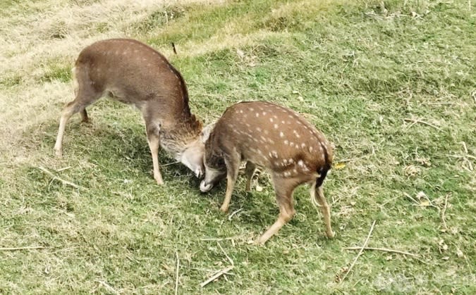 大坵梅花鹿搶食擦撞遊客、連江縣府提醒民眾注意賞鹿安全。（圖／中央社）