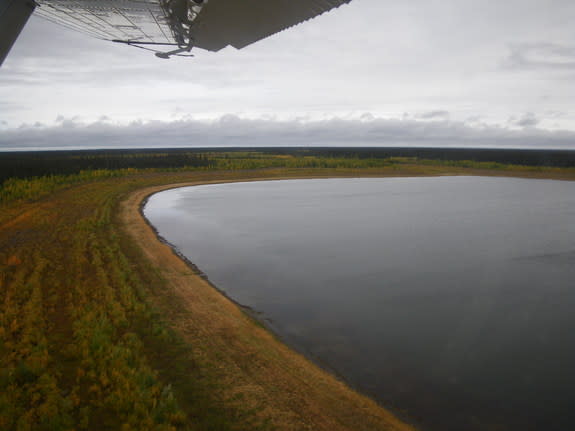 An aerial photo of Alaska's Twelvemile Lake showing the dried lake margin and bands of willows.