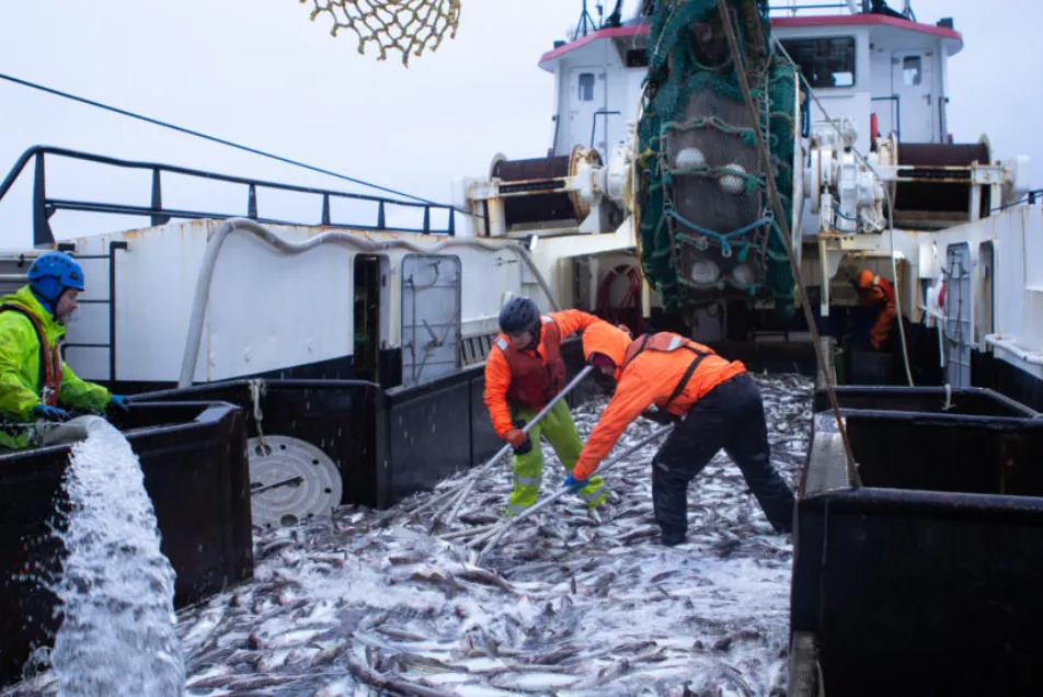 Crew members shovel pollock aboard a Bering Sea trawler during a fishing trip in 2019. (Photo by Nathaniel Herz/Alaska Public Media)