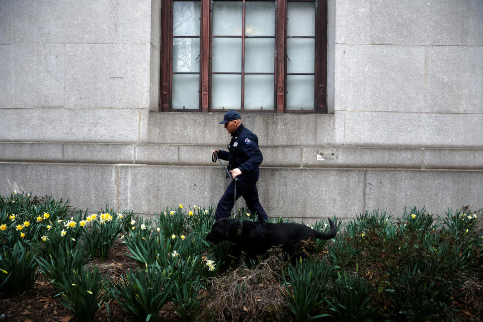 A police officer with a dog strides through a flowerbed of daffodils.
