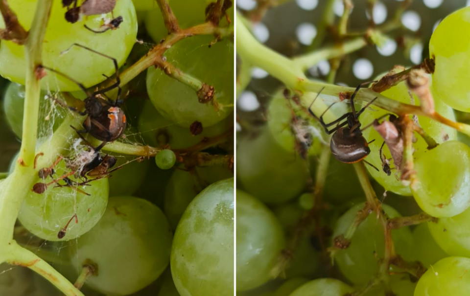 Spider on grapes from Aldi