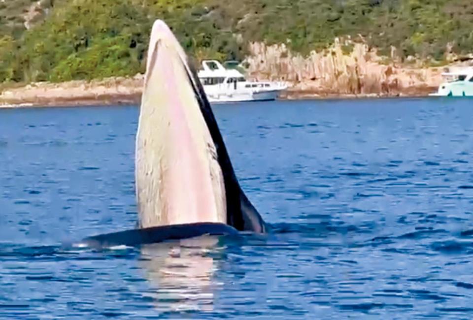 西貢 馬頭環 鯨魚