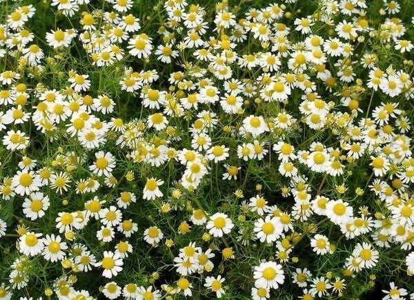 Field of Roman Chamomile -- white petals with yellow centers