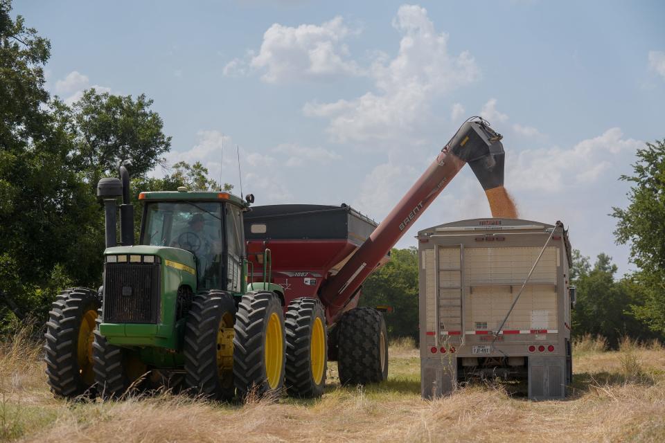 Anthony Gola harvests corn near Hutto last month. Field corn, which did well because of spring rain, is sold to feed livestock in feedlots and used to make renewable fuels such as ethanol.
